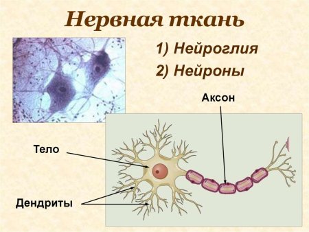 Нервная ткань анатомия нейроглия