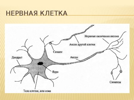 Нейроны головного мозга строение