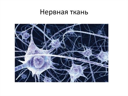 Нервная ткань животных