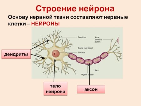 Структура нервной ткани
