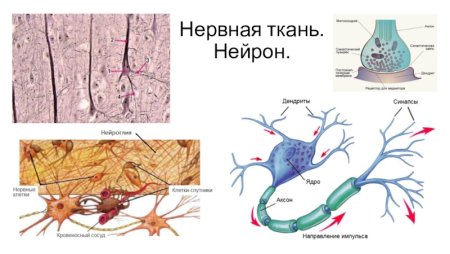 Нервная ткань Нейроны и нейроглия