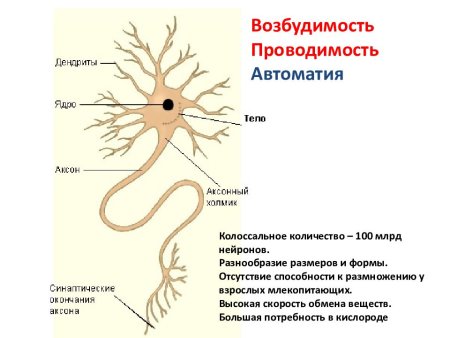 Нервная ткань характеристика строение функция