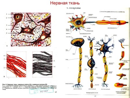Строение нервной ткани животного