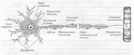 Схема строения нервной клетки нейрона