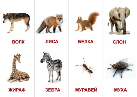 Карточки животных для детей