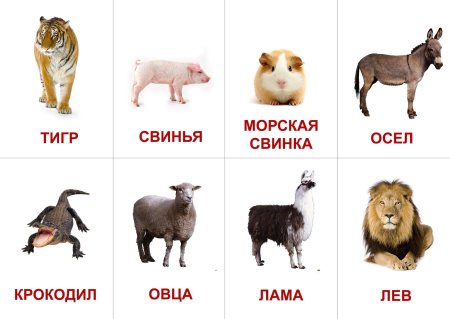 Карточки животных для детей