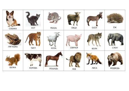 Карточки с животными