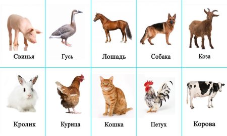 Карточки с домашними животными