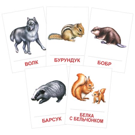 Карточки с изображением животных