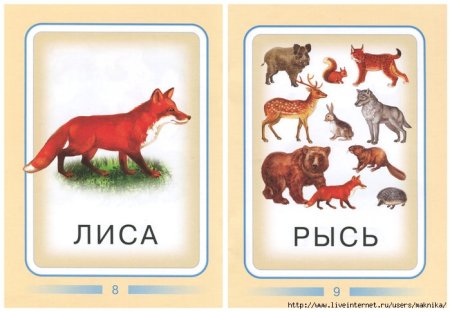 Карточки животных