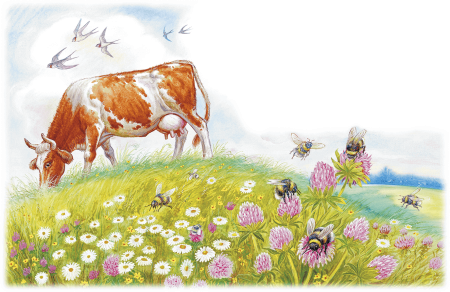 Сказка Сова Бианки