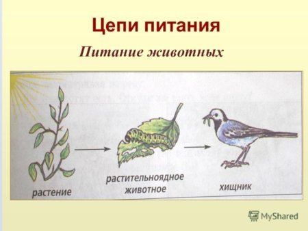 Пищевая цепочка питания животных
