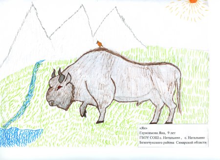 Животные красной книги Краснодарского края рисунки карандашом