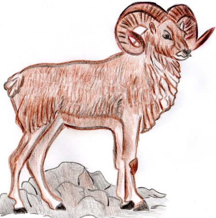 Алтайский горный баран красная книга