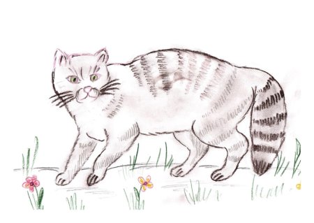 Кавказский Лесной кот раскраска