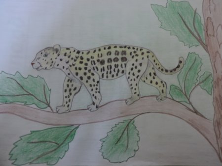 Животные из красной книги Краснодарского края рисунок