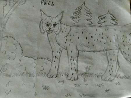 Рысь рисунок