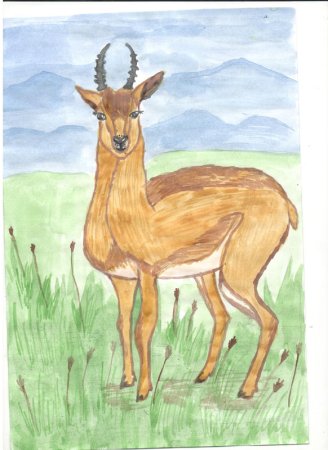 Растения и животные рисунок