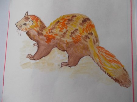 Рисунки краснокнижных животных Краснодарского края