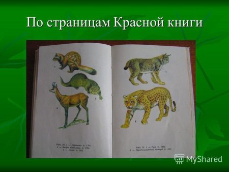 Исчезающие виды животных в Краснодарском крае
