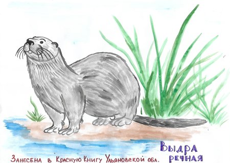 Нарисовать животное из красной книги