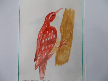 Животные из красной книги Краснодарского края рисунок