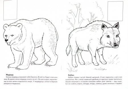 Животные красной книги раскраска