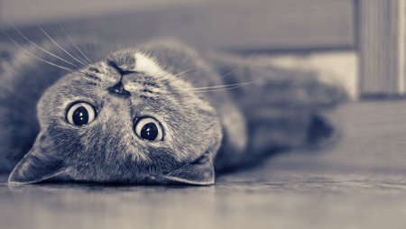 Фоновый рисунок рабочего стола кошки