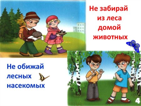 Не забирайте животных из леса