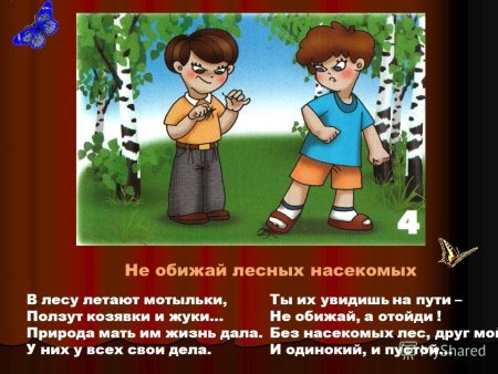 Не обижай животных и насекомых