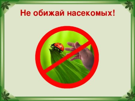 Не обижай насекомых