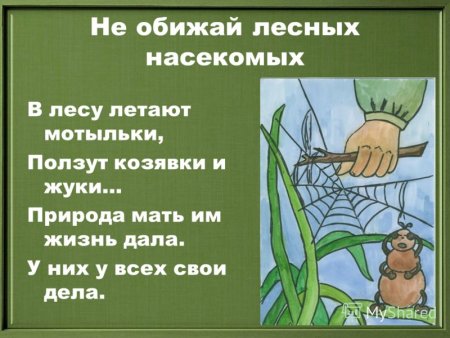 Берегите насекомых
