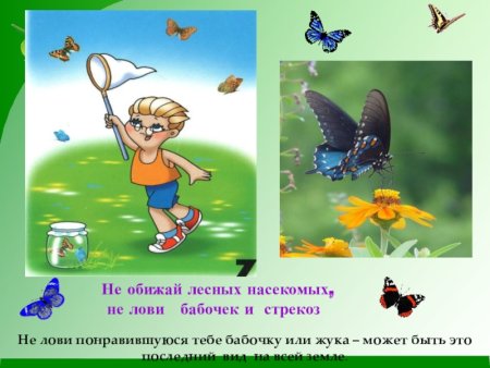 Берегите насекомых