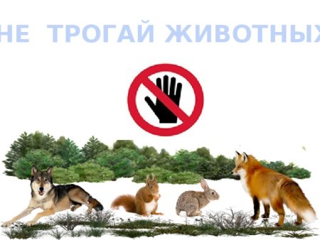 Не трогать диких животных