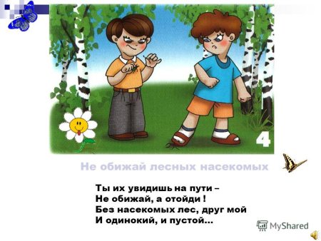 Не обижать лесных насекомых