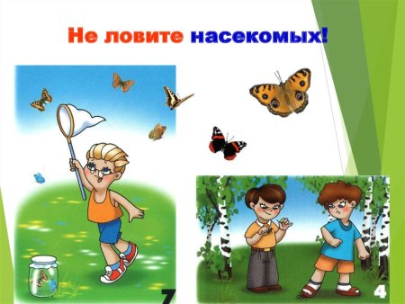 Нельзя ловить насекомых