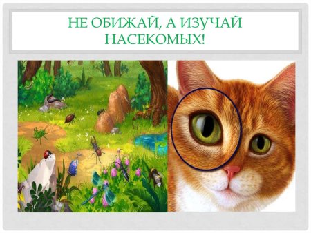 Не обижать животных картинки