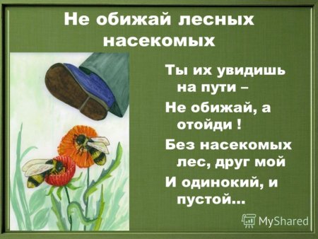 Берегите насекомых