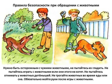 Правила поведения с животными