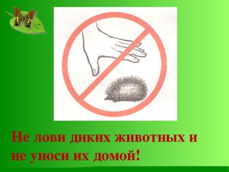 Нельзя трогать животных
