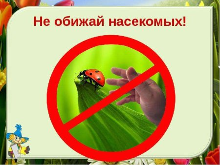Не ловите насекомых
