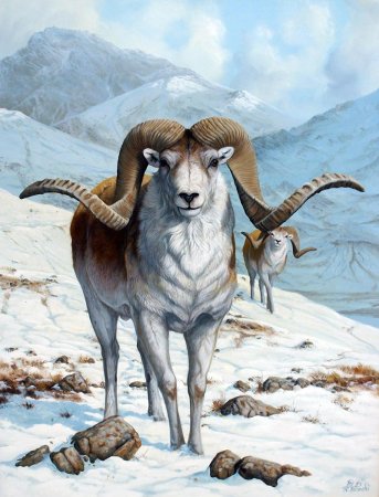 Архар Марко поло