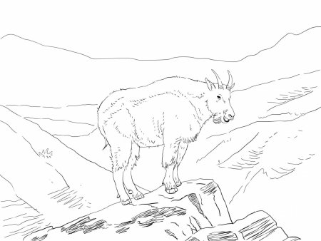 Горный козел раскраска