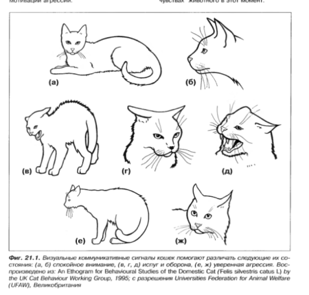 Рисунок характер животного
