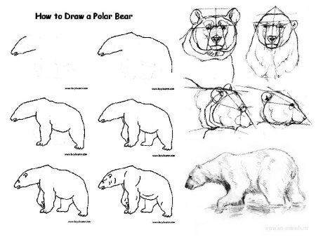 Характер животных рисование