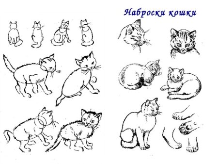 Изо изображение характера животных