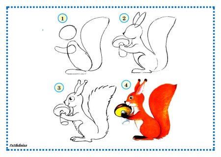 Белка поэтапное рисование