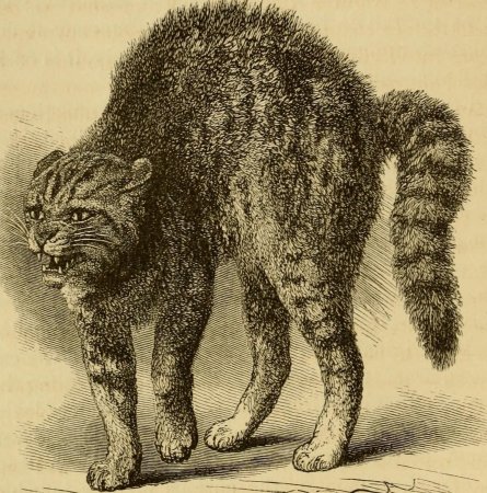 Животные с характером