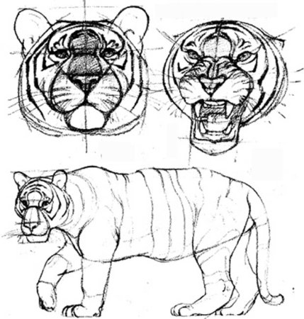 Анатомия тигра сбоку