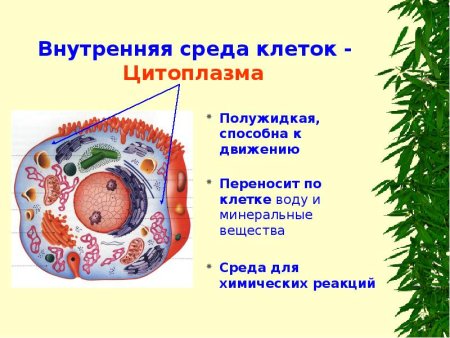 Цитоплазма в клетке животных